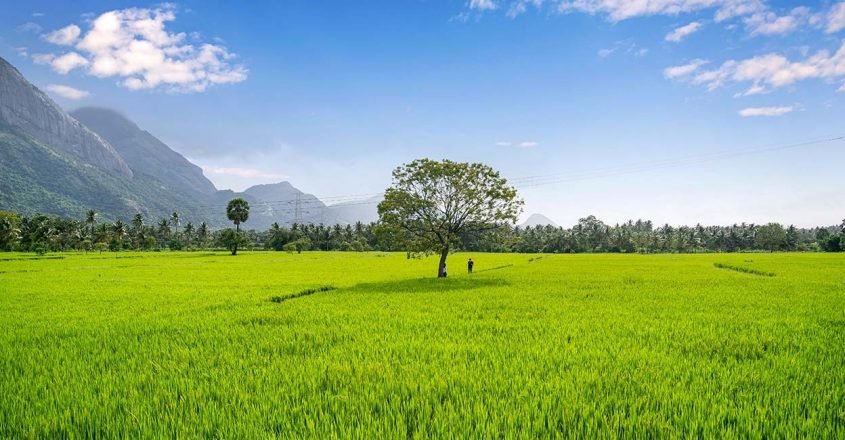 Kollengode Thaamarapaadam paddy fields summer offer at Seetharkundu Resorts