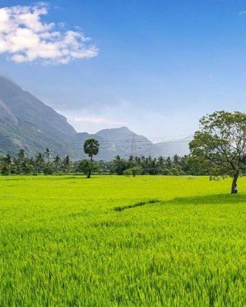 Thaamarapaadam lush paddy fields of Kollengode near Seetharkundu Resorts