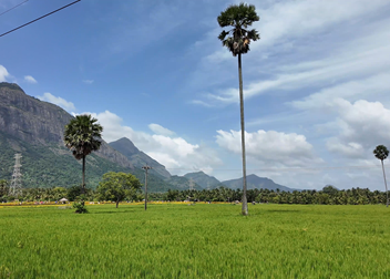 Thaamarapaadam lotus pond near Seetharkundu Resorts Kollengode