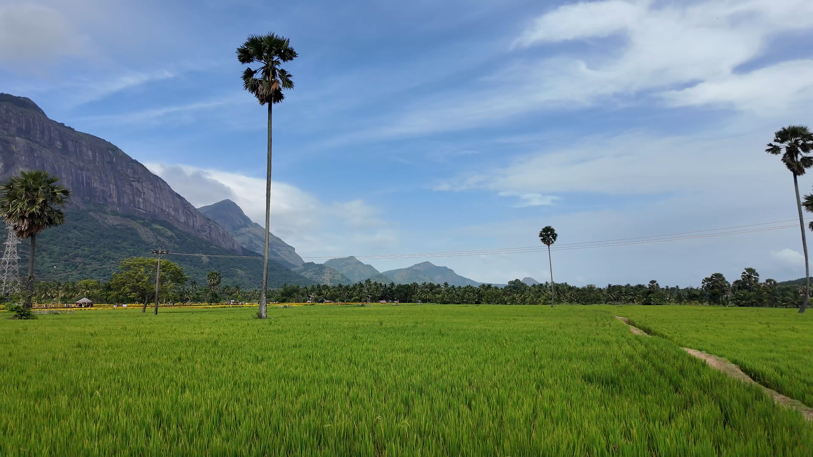 Thaamarapaadam paddy fields near Seetharkundu Resorts Kollengode