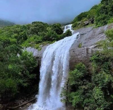 Forest trail leading to Vellarimedu Waterfalls - Nelliyampathy foothills, Palakkad, Kerala